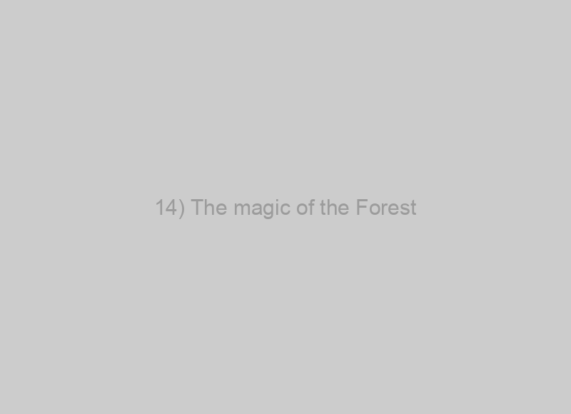 14) The magic of the Forest